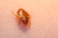 štěnice obecná (Cimex lectularius)